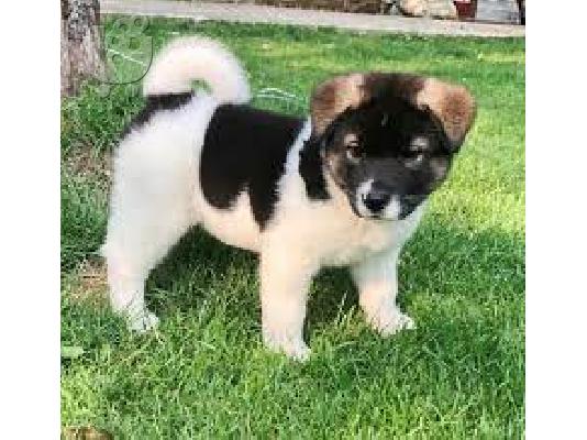 PoulaTo: akita s iznimno kvalitetnim temperamentom i formom s